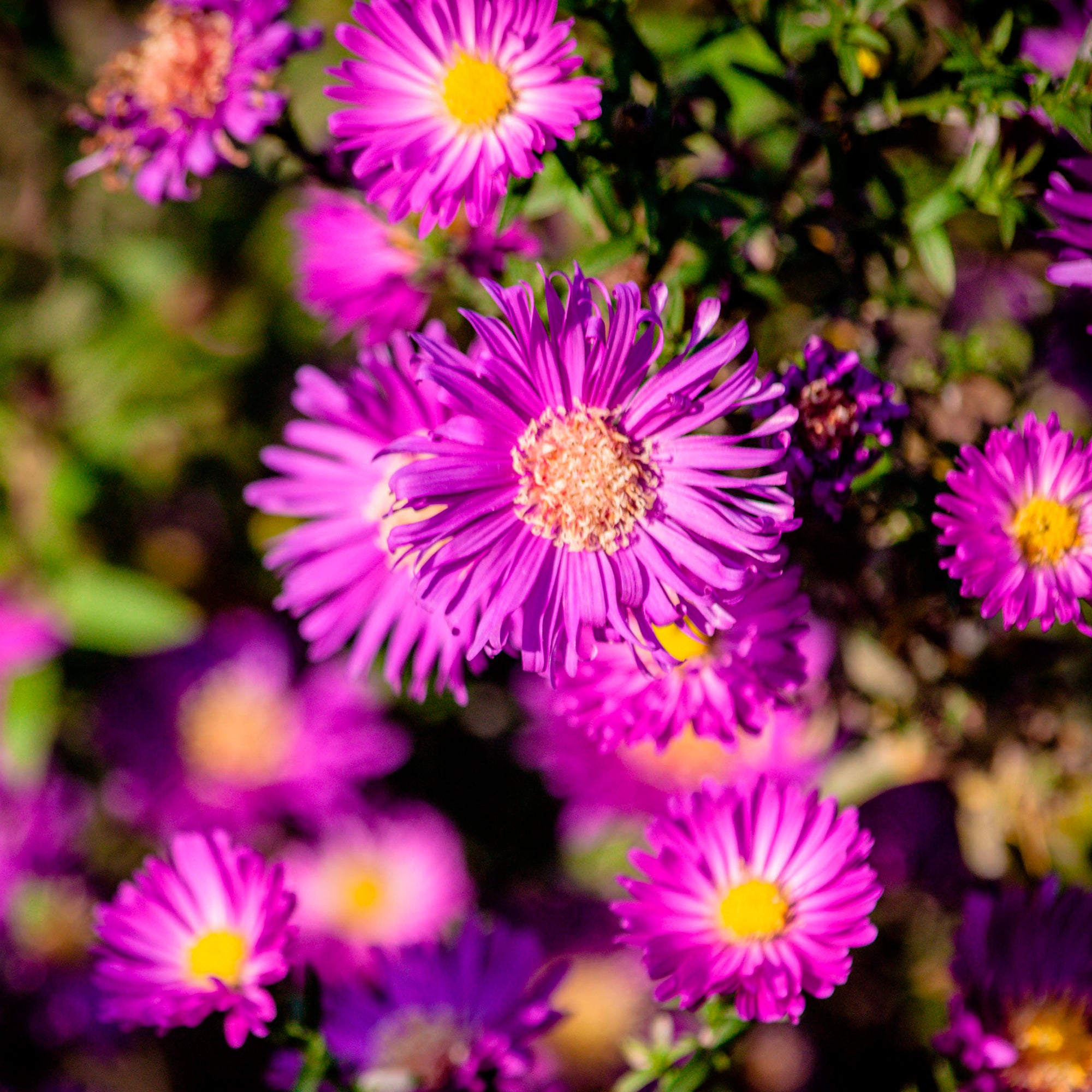 Bakker Anneke aster nain vivace pot 9cm fuchsia