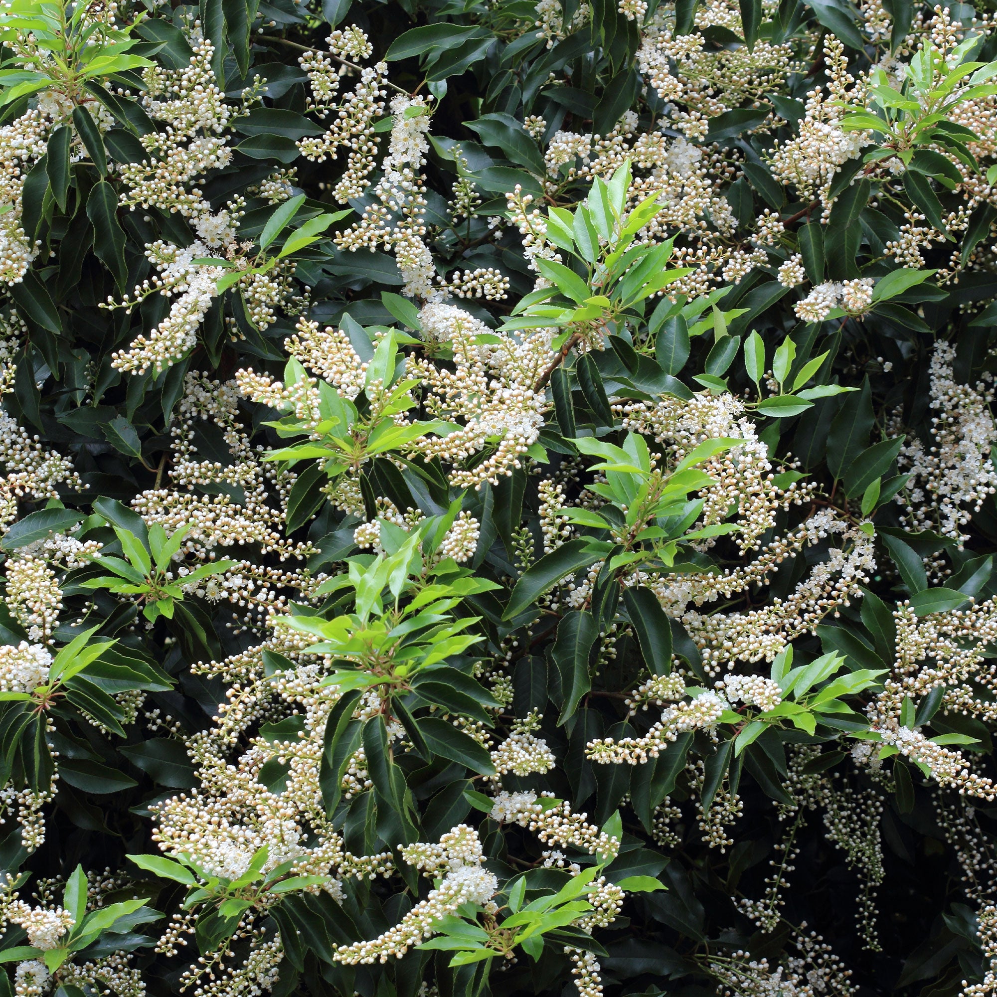 Bakker Laurier Portugal Angustifolia 3 pots 9cm