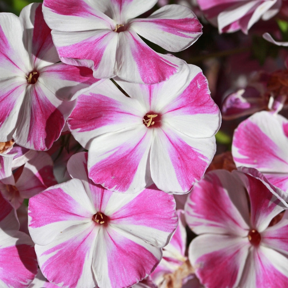 Bakker Phlox Bambini Candy Crush vivace pot 11cm nain