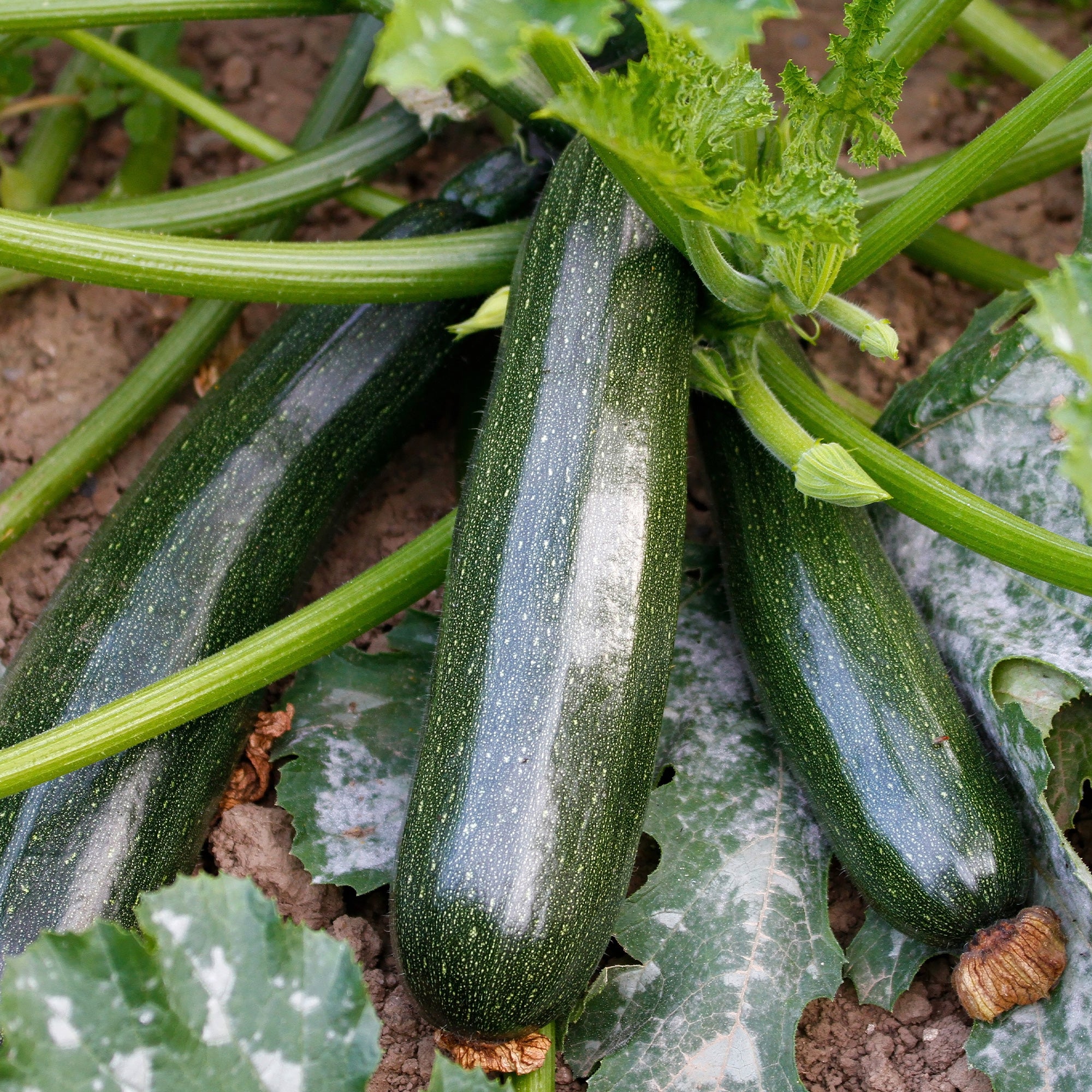 Bakker Black Beauty courgette graine sachet 5g productive