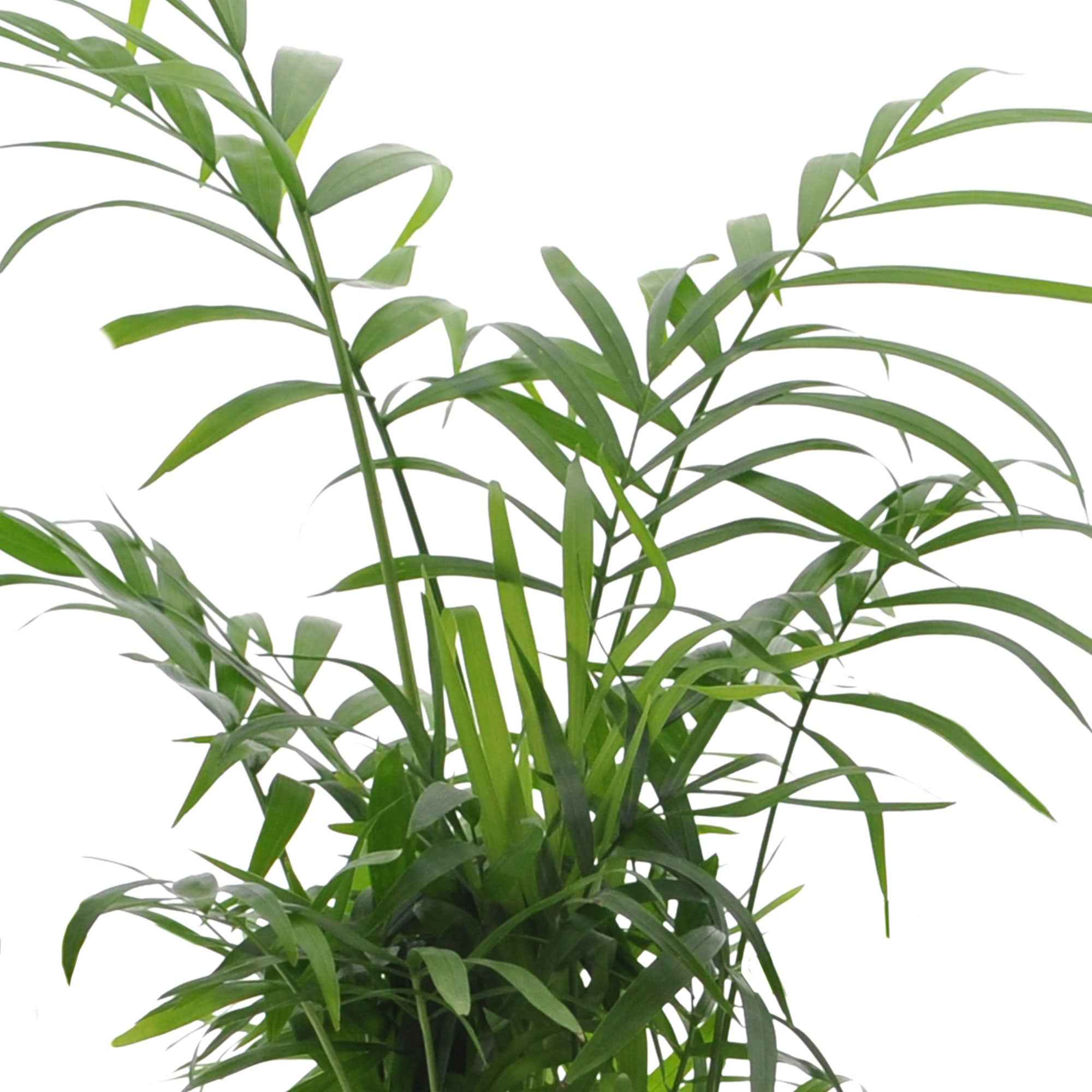 Bakker Collection 4 plantes vertes intérieur 4 pots Ø12cm mi-ombre