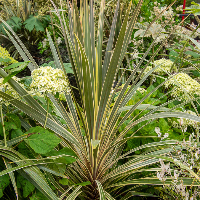 Bakker Cordyline australis Torbay Dazzler pot 9cm crème