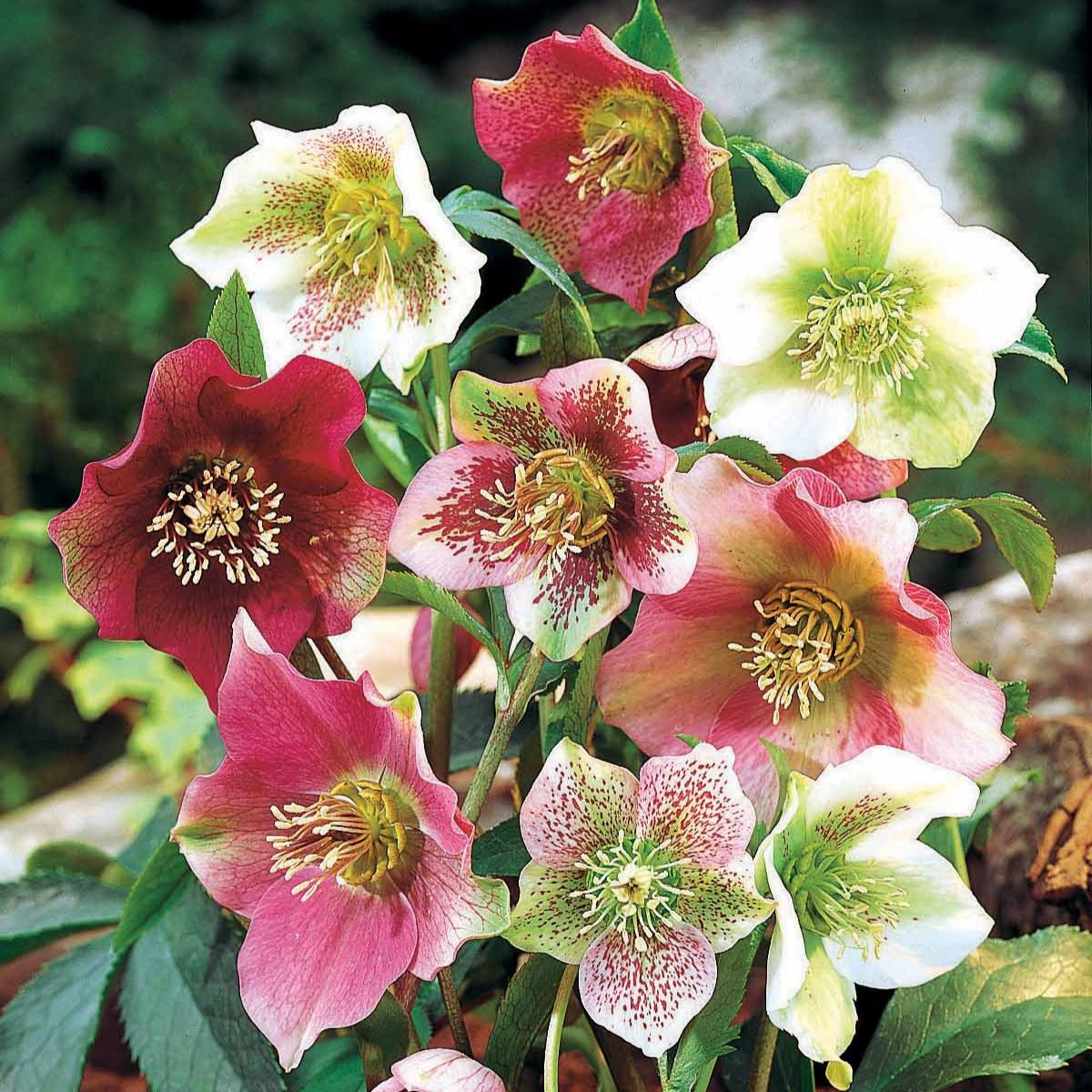 Bakker Hellébores Orient Lot 3 Racines Fleurs Hiver Mélange