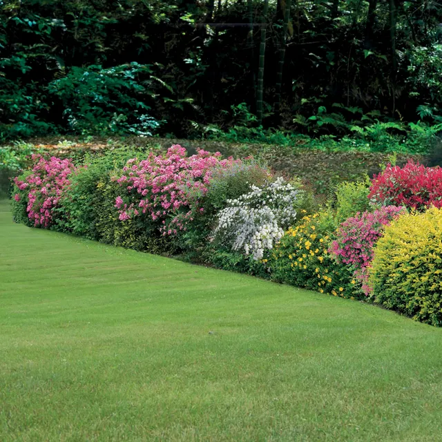 Bakker Collection Haie fleurie d'été 6 arbustes pot 1.5L floraison longue