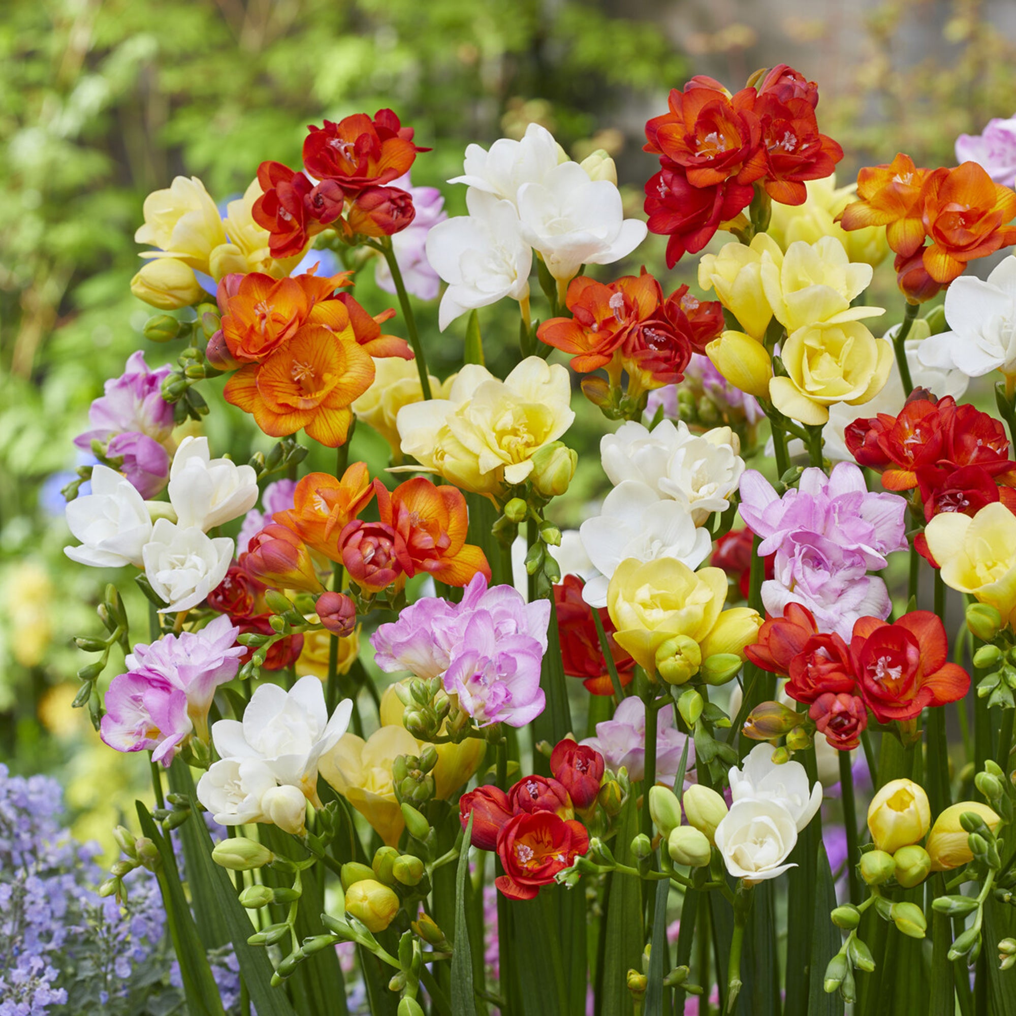 Bakker Freesias doubles mélange sachet 25 bulbes parfumé