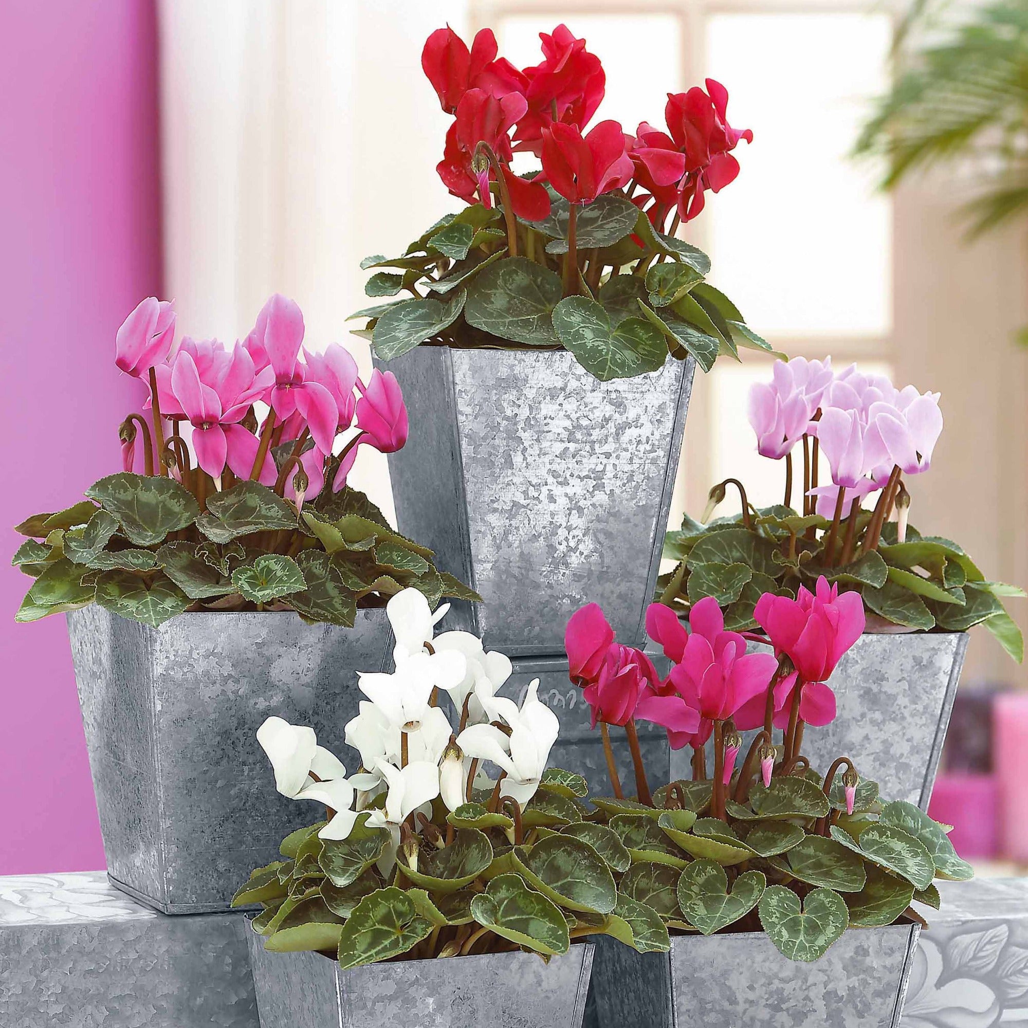 Bakker Mini-cyclamens Super série 3 pots 10,5cm couleurs hiver