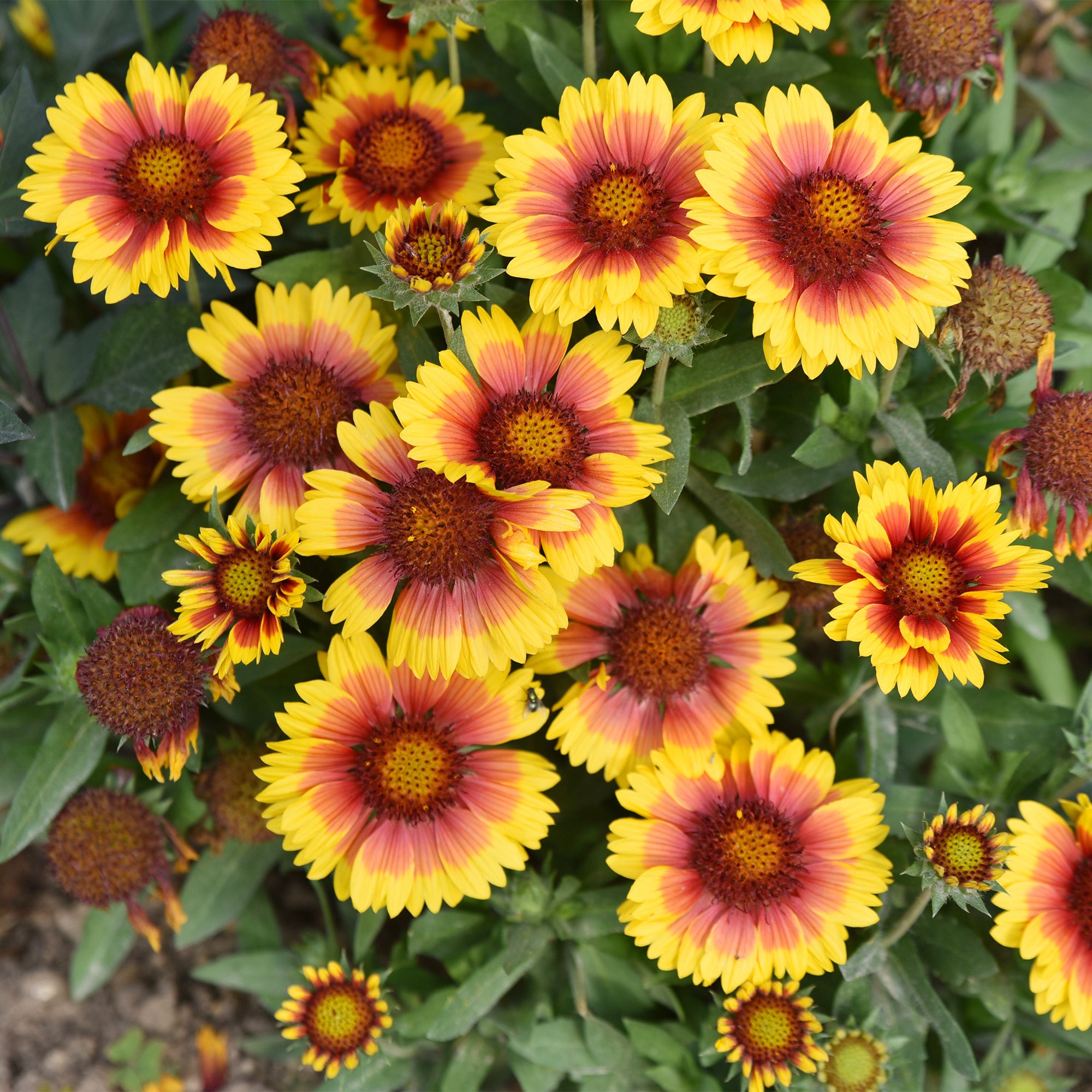 Bakker Gaillarde Kobold plante vivace 2 pots Ø9cm rouge et or