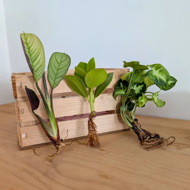 Bakker Trio Syngonium Pixie plante d'intérieur 3 racines nues