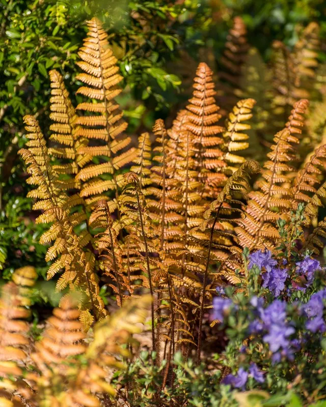 Passion Vivaces Dryopteris lepidopoda fougère persistante godet saumon