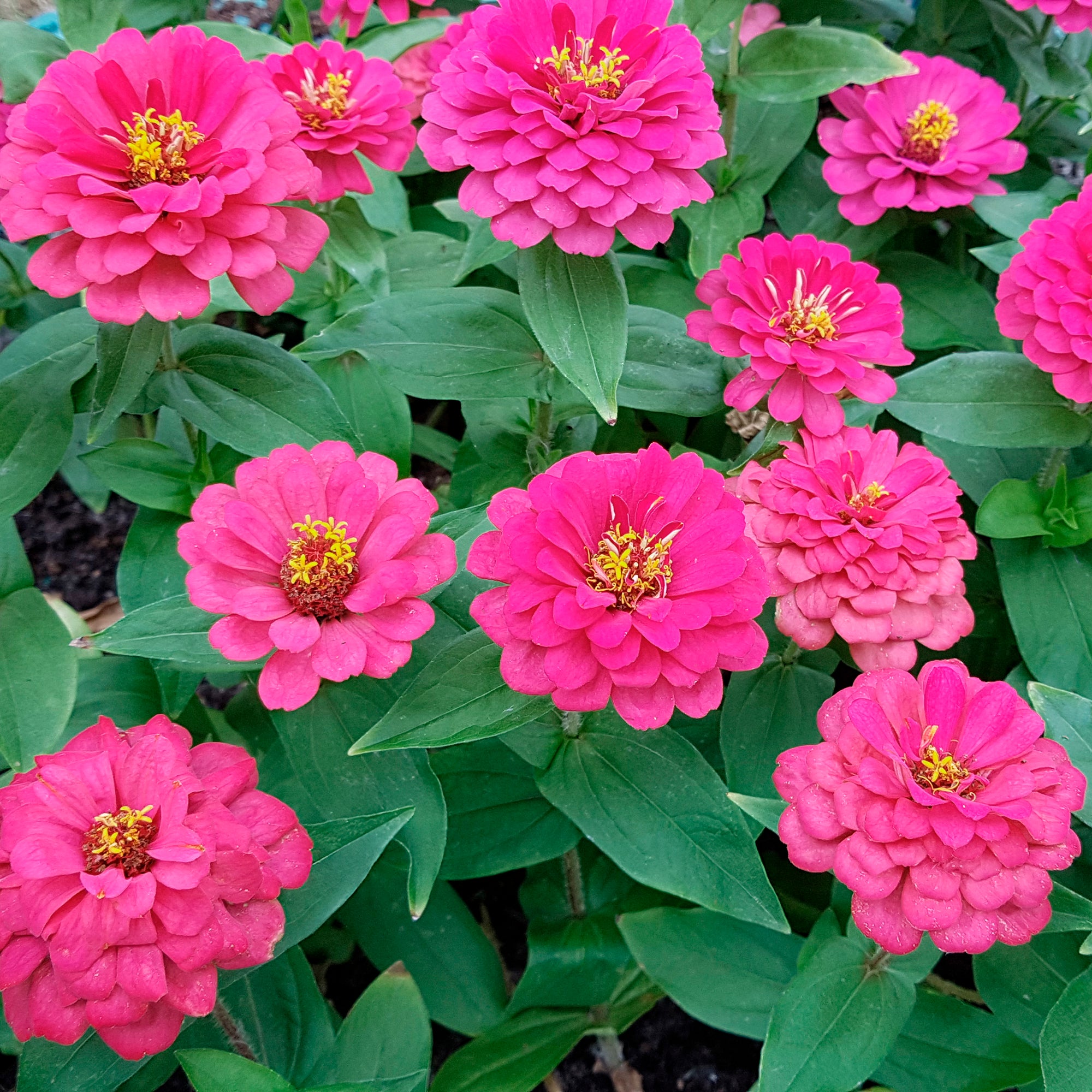 Bakker Zinnia elegans fuchsia fleur pot Ø10,5cm