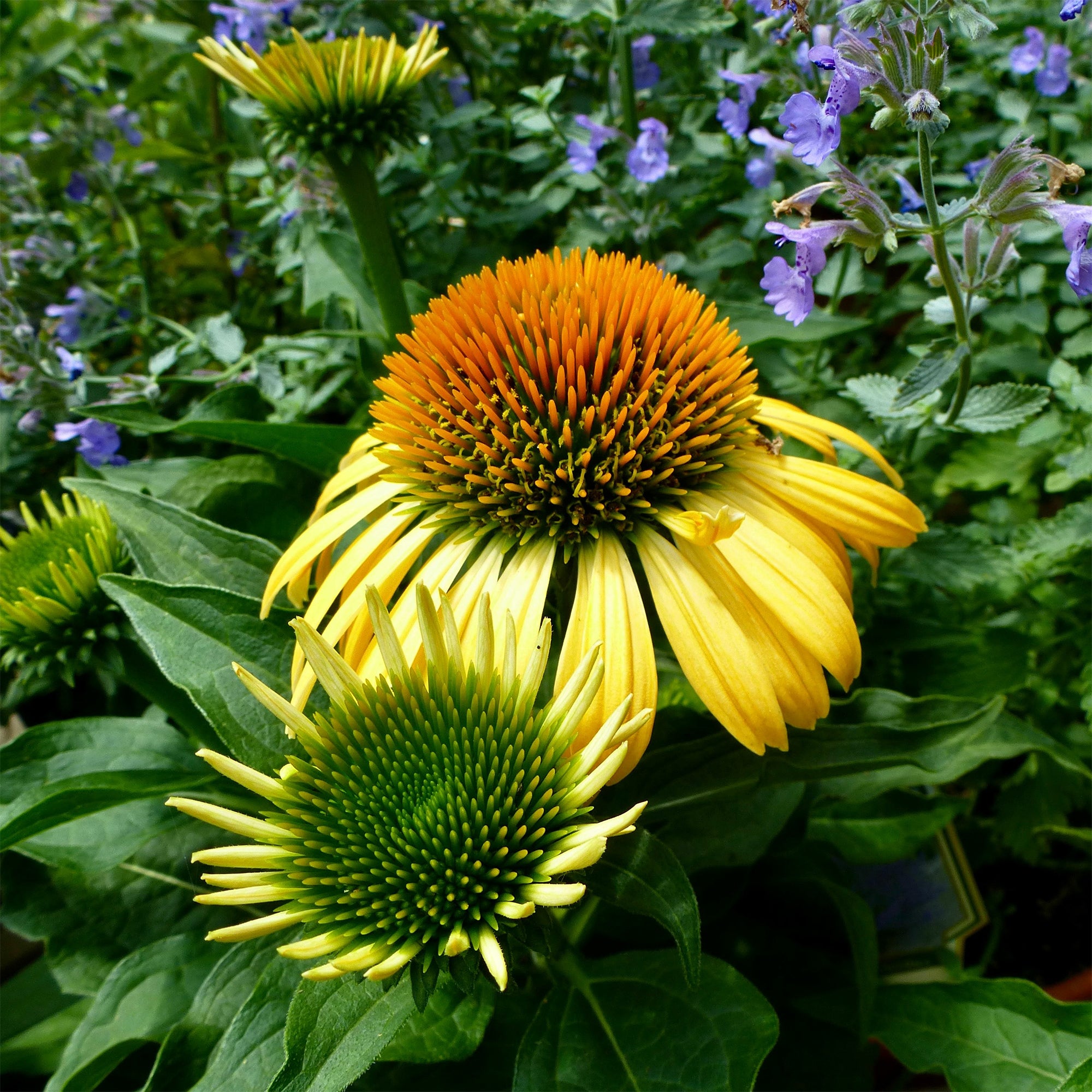 Bakker Harvest Moon échinacée vivace jaune pot Ø 9cm