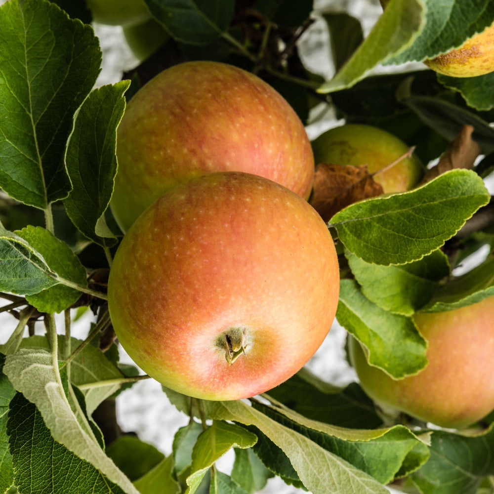 Bakker Pommier Cox Orange arbre fruitier motte gobelet 2 ans