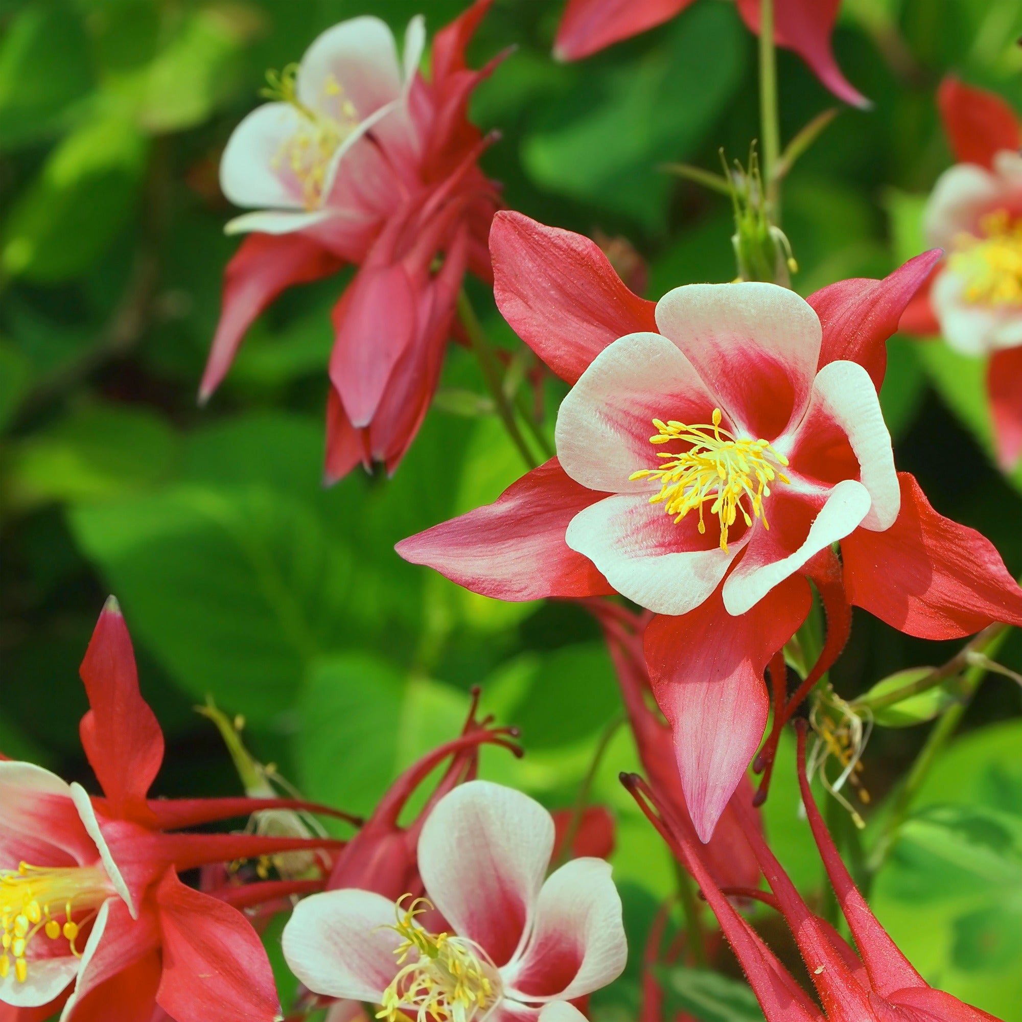 Bakker Crimson Star ancolie pot 9cm rouge blanc