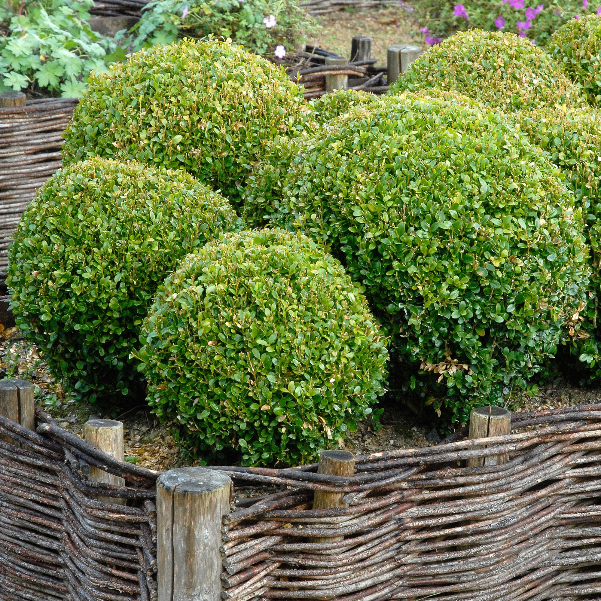 Bakker Buis boule Buxus pot 2L persistant 20 cm