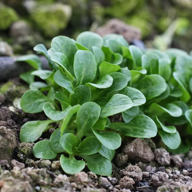 Bakker Potager Mâche Verte d'Etampes graines sachet 4g