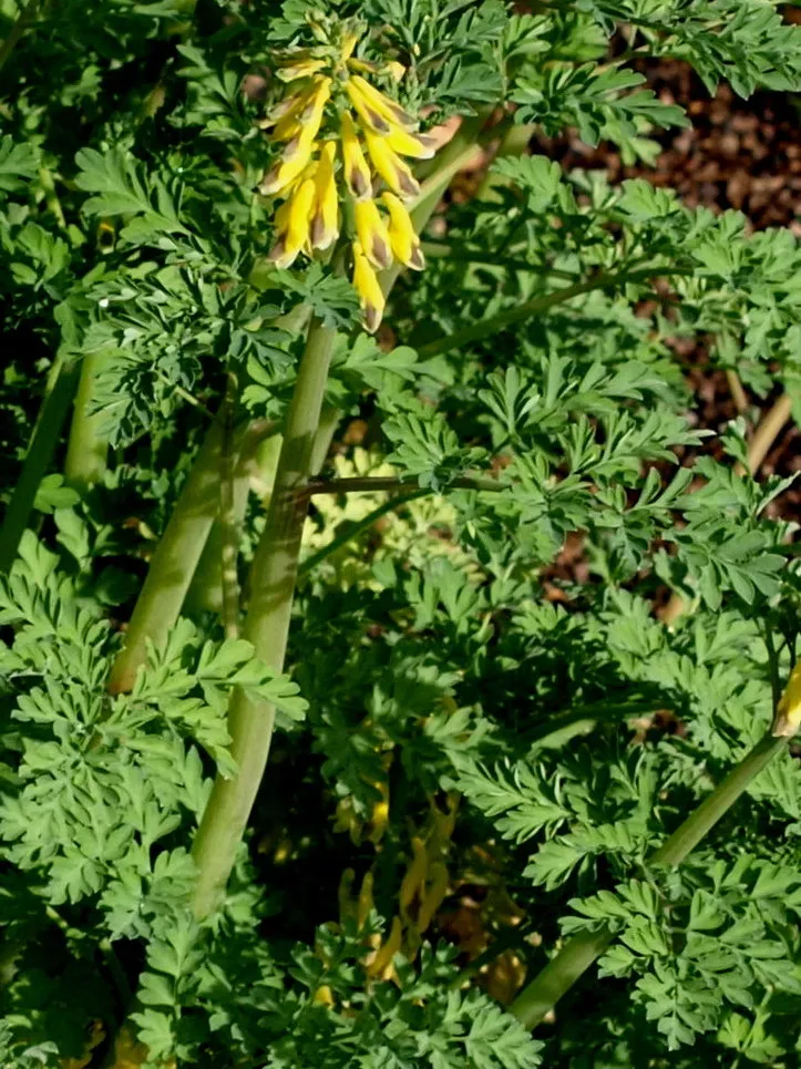 Passion Vivaces Corydalis Gerda plante vivace godet jaune parfumée