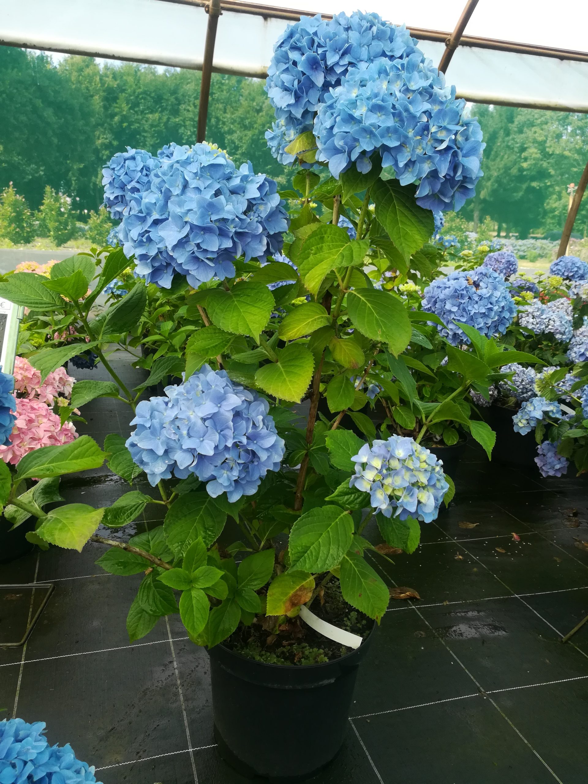 Les Hortensias du Haut Bois Hydrangea macrophylla Kluis Sensation hortensia rose