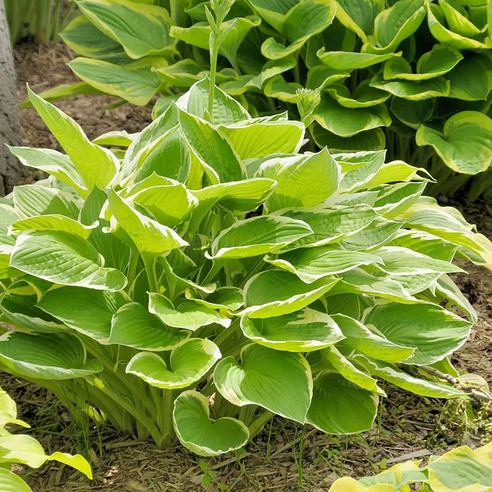 Bakker Hosta Patriot vivace panachée pot Ø9cm mi-ombre