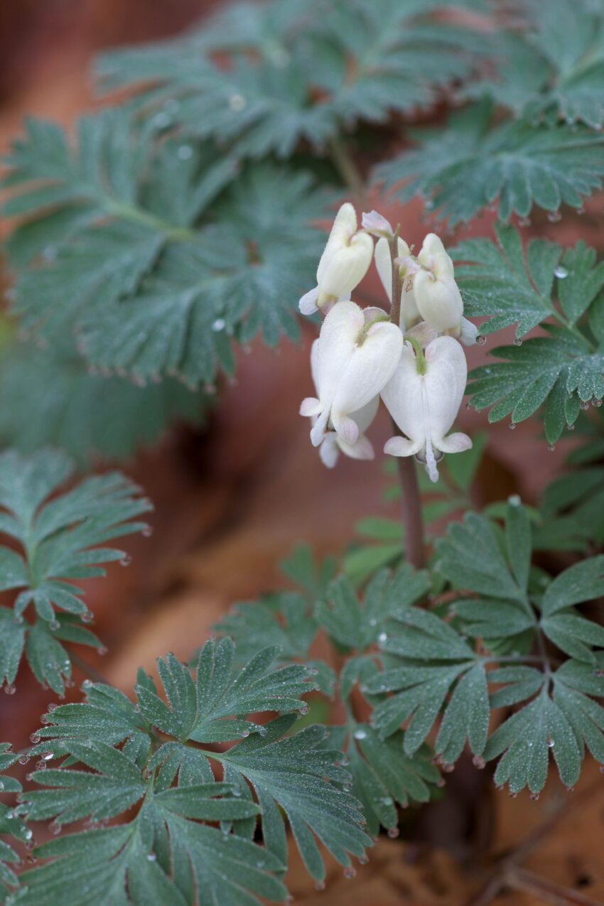 Passion Vivaces Dicentra formosa Langtrees coeur de Marie godet