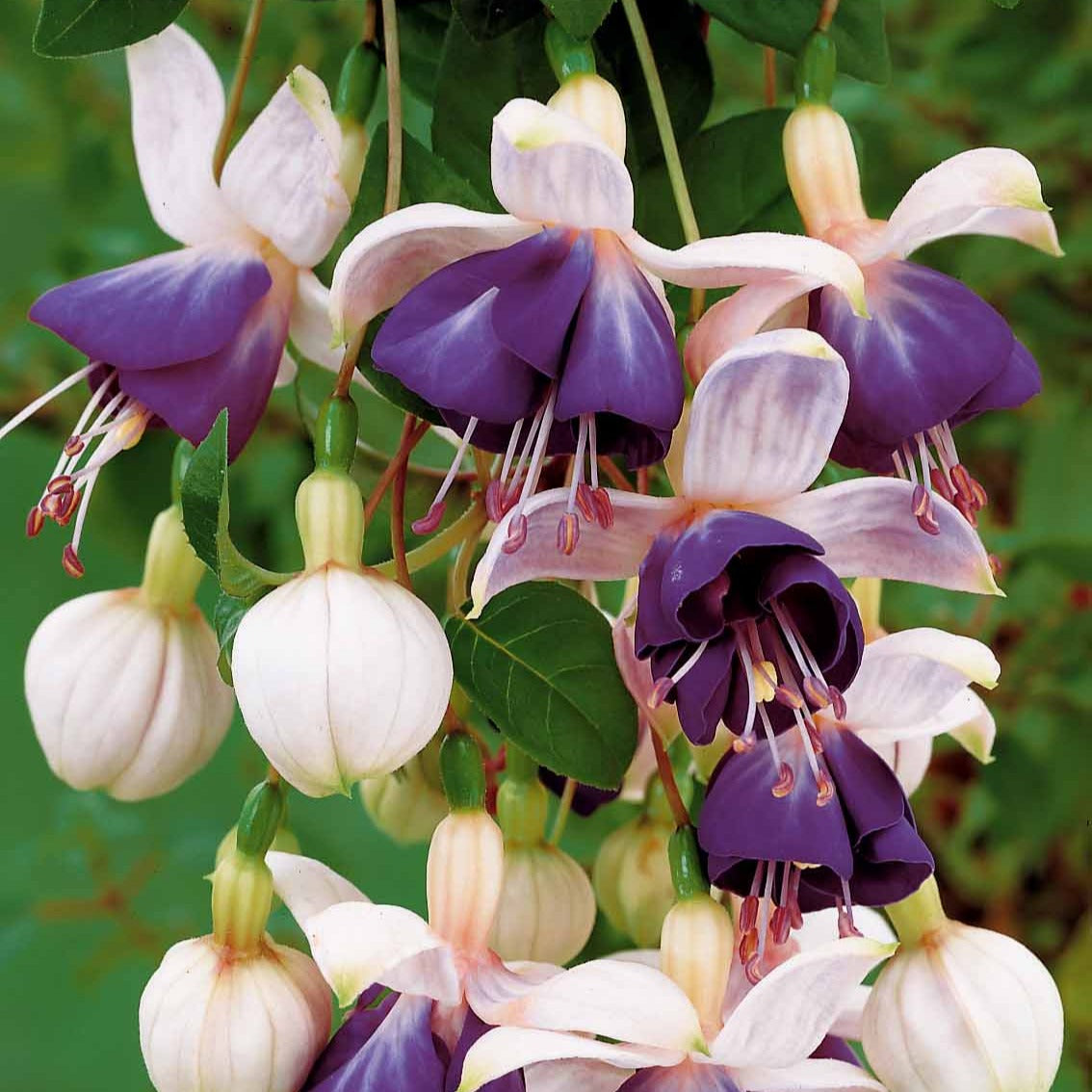 Bakker 6 Fuchsias retombants plante balcon 9cm mélange