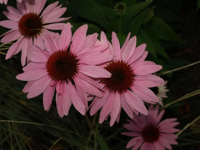 Passion Vivaces Echinacea purpurea Leuchstern plante vivace godet