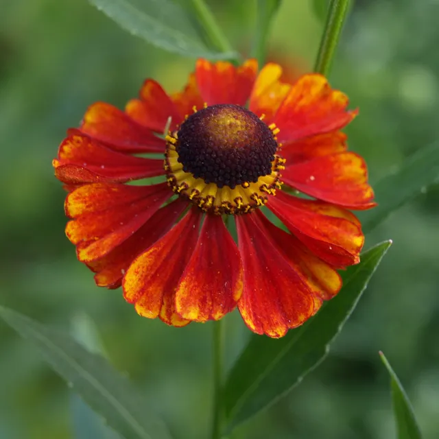 Passion Vivaces Helenium automnale Flammendes Katchen vivace godet rouge