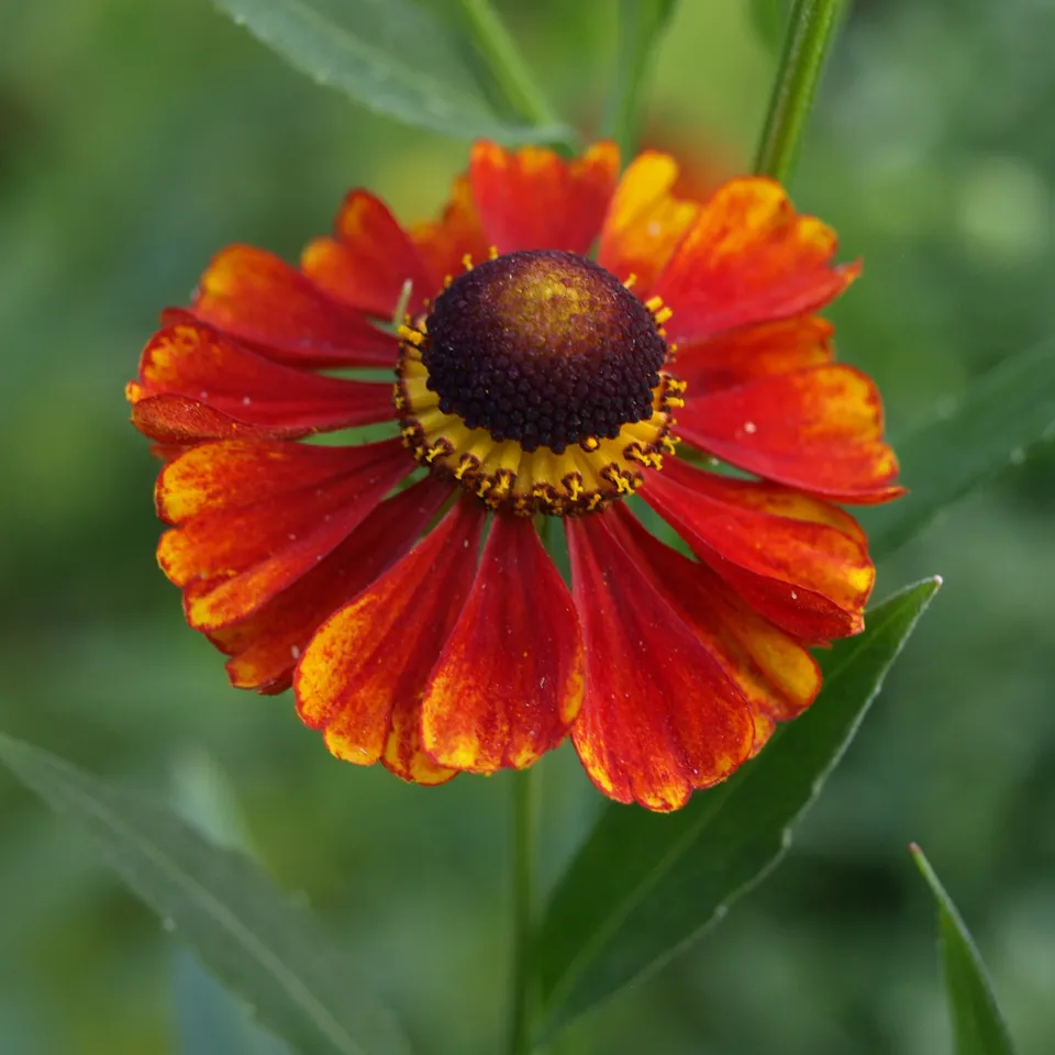 Passion Vivaces Helenium automnale Flammendes Katchen vivace godet rouge