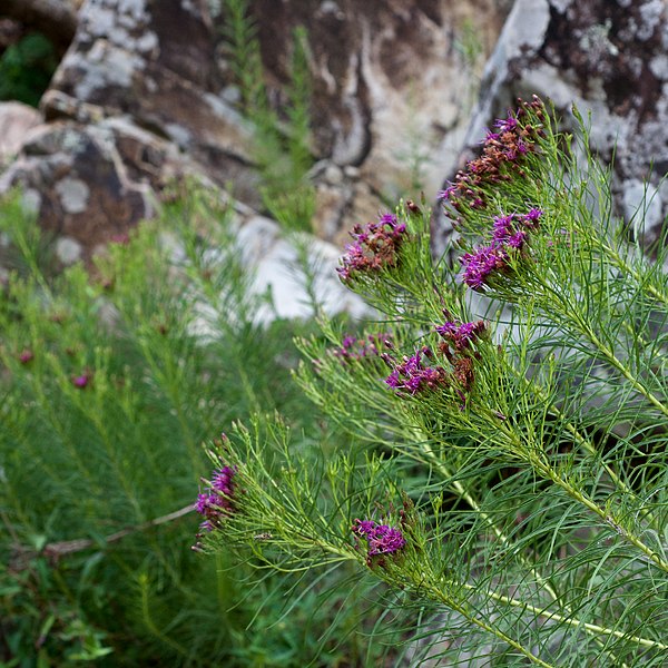 Passion Vivaces Vernonia lettermanii Iron Weed plante godet