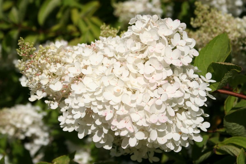 Les Hortensias du Haut Bois Webb's variety hortensia paniculata blanc