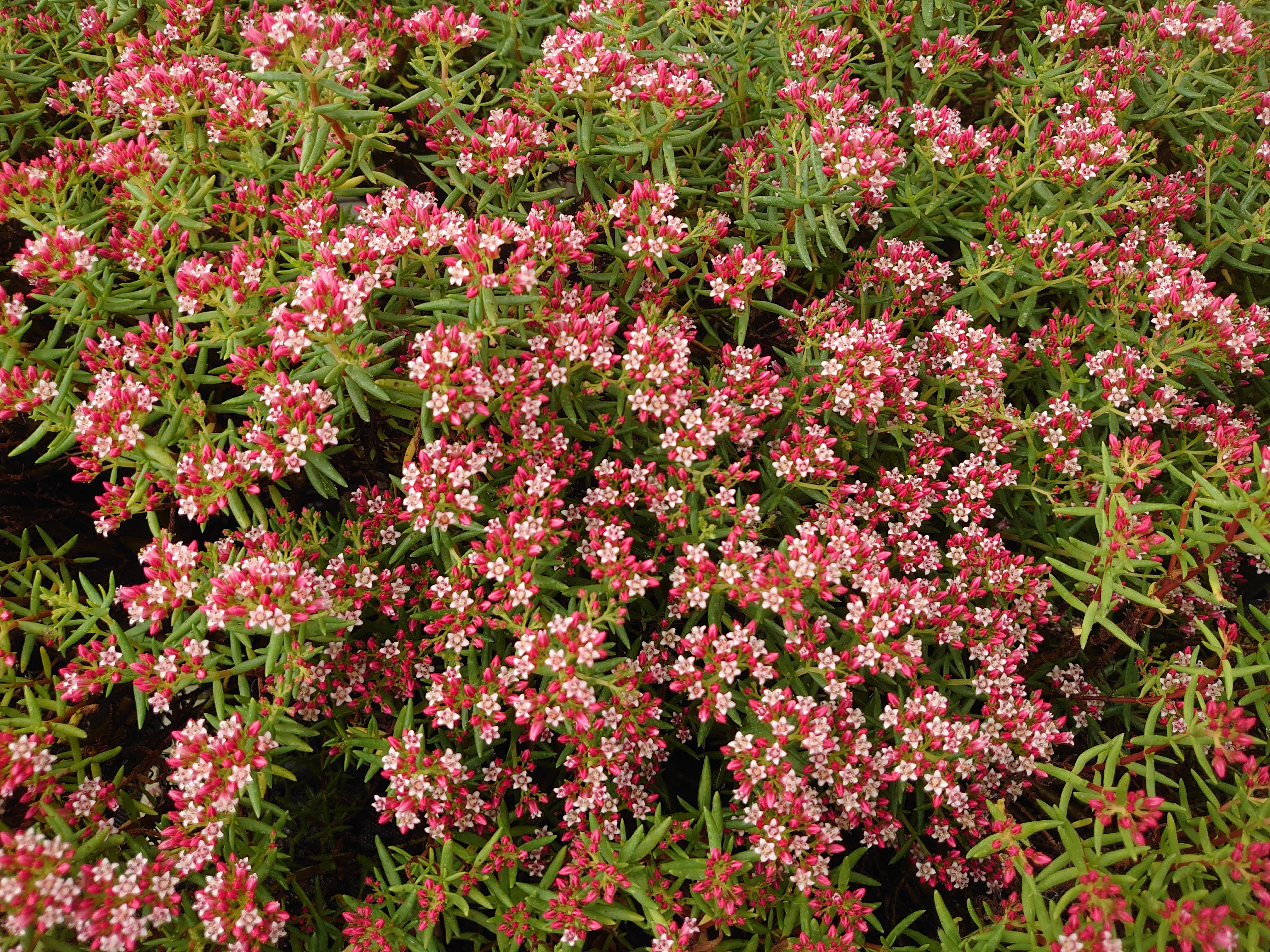 Passion Vivaces Crassula sarcocaulis succulente pot 1L fleur rose