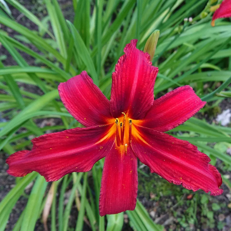 Passion Vivaces Hemerocallis Crimson Pirate hémérocalle 1 L rouge