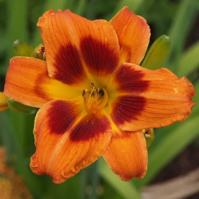 Passion Vivaces HEMEROCALLIS Bandit Man lis pot 1 litre orange cuivré