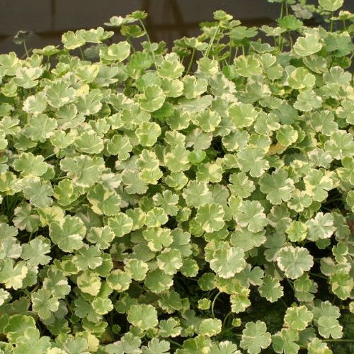 Bakker Écuelle d'eau panachée plante bassin pot 11cm berge