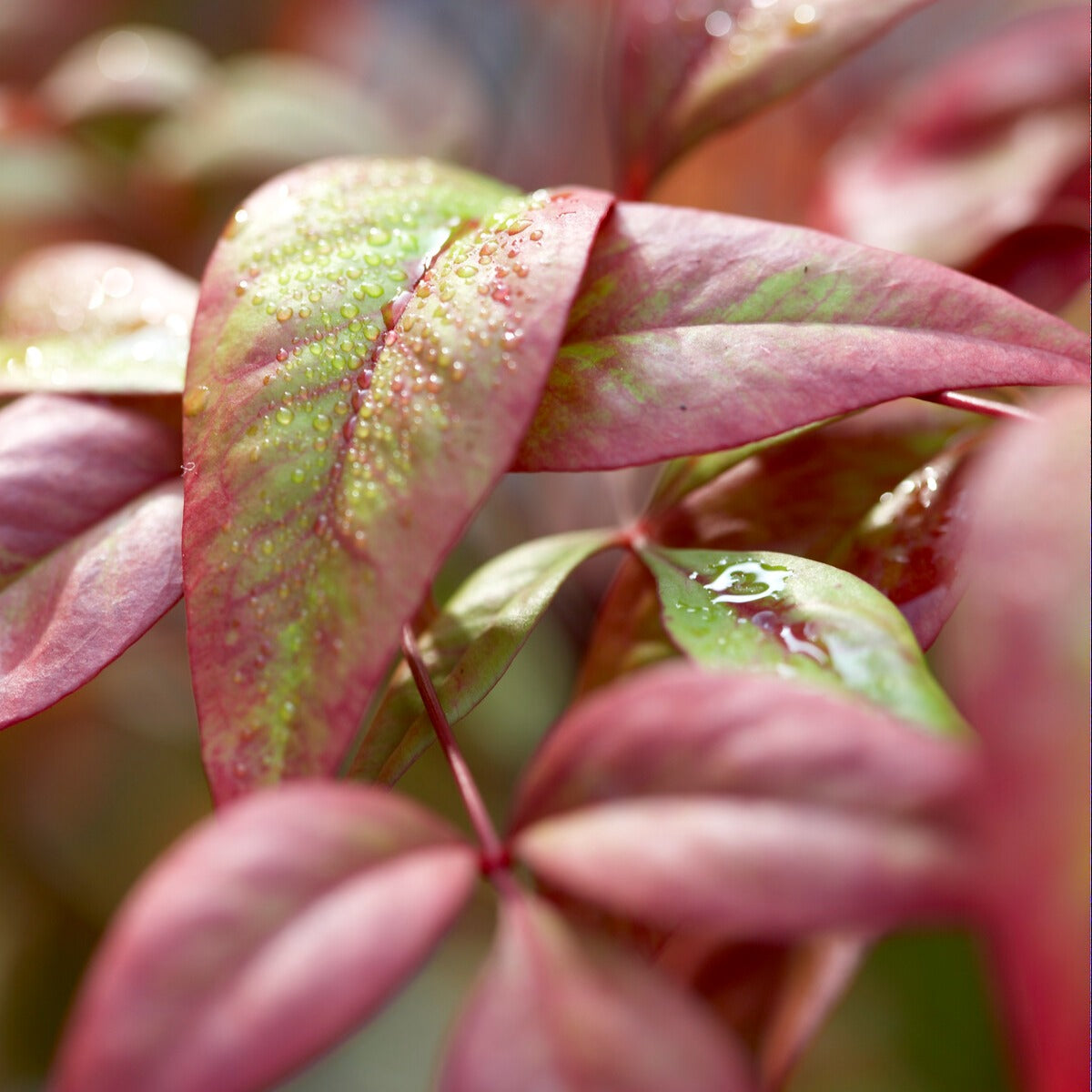 Bakker Nandina Fire Power bambou sacré pot 2L 20-30cm