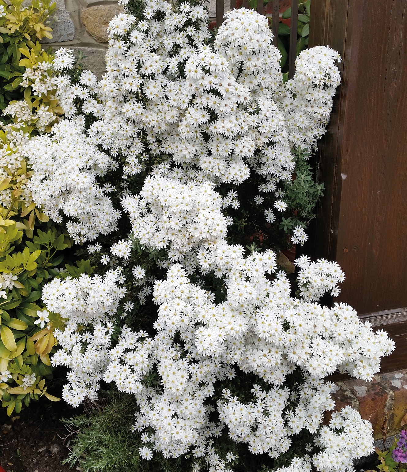 Pépinières Ripoche Olearia phlogopappa Spring Bling arbuste blanc