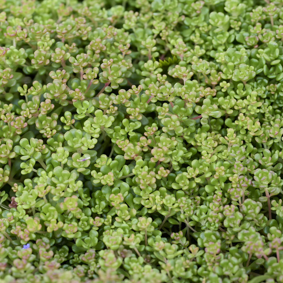 Bakker Plantes vivaces Sedum Oregon orpin pot 9cm jaune