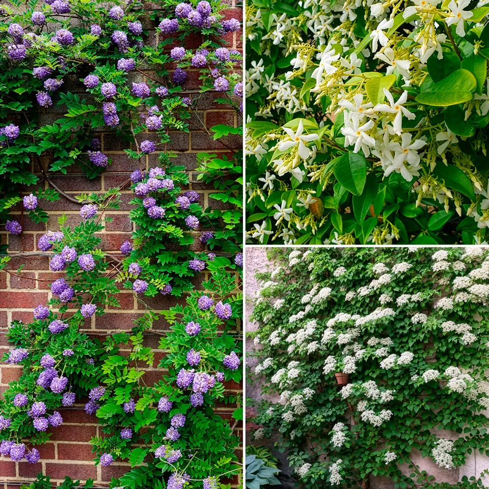 Bakker Trio grimpantes plante jasmin glycine hortensia 3 pots