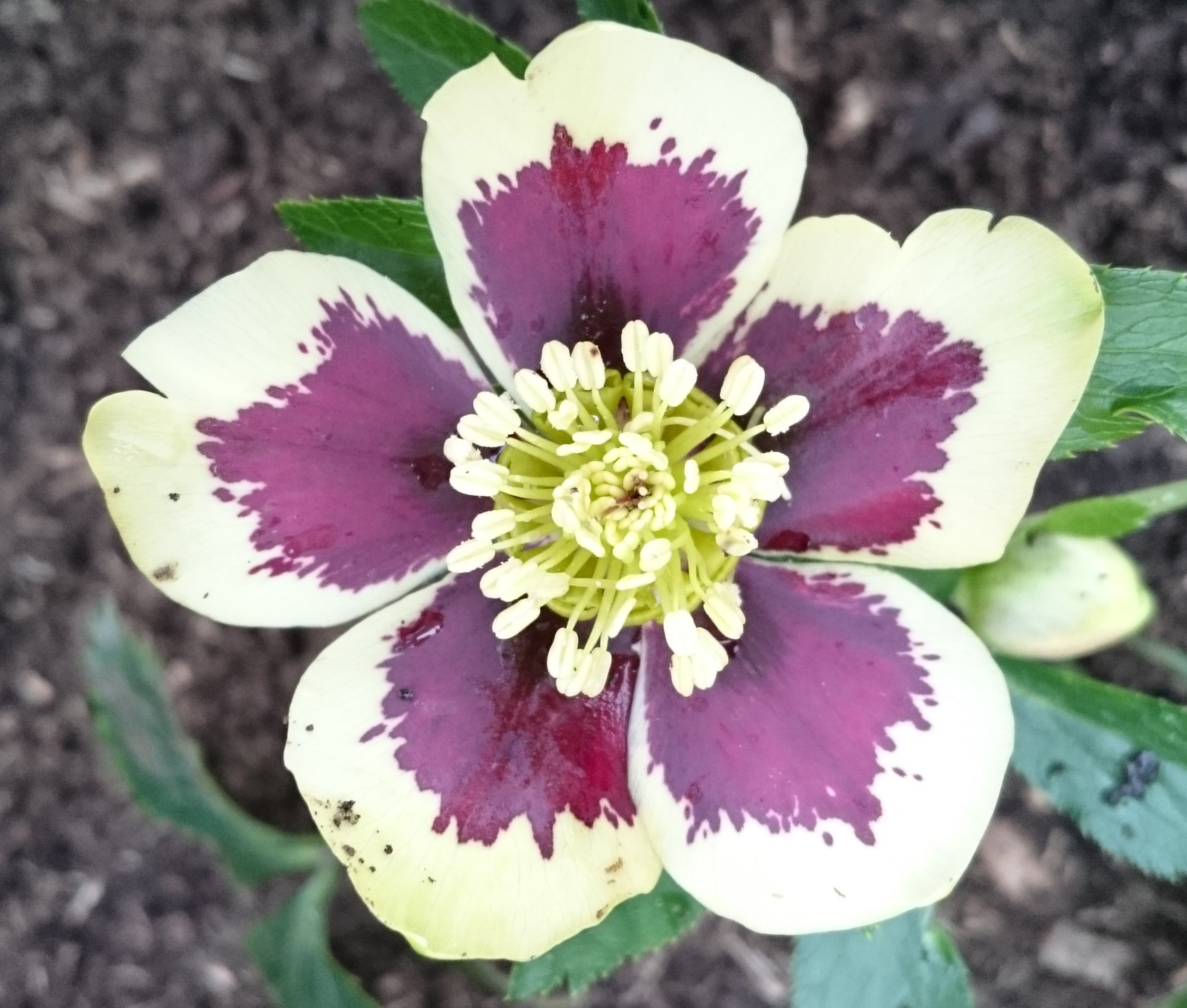 Passion Vivaces Helleborus orientalis plante vivace rose de carême hiver
