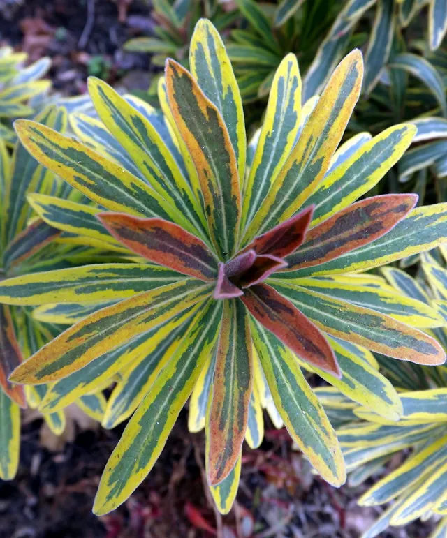 Passion Vivaces Euphorbia Ascot Rainbow euphorbe 1 L panaché