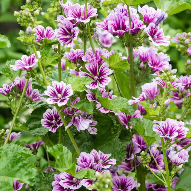 Bakker 2 Mauves zébrées pots 9cm vivace rayée violet