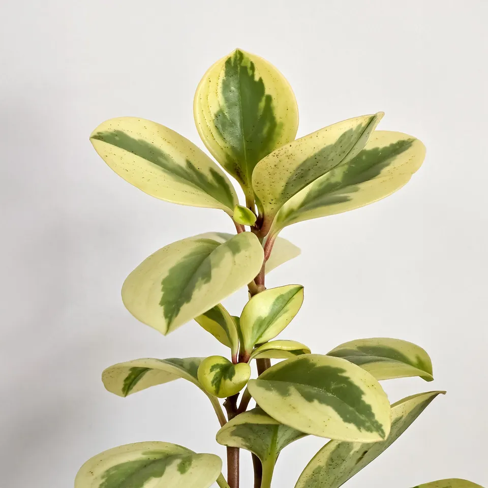 Bakker Pépéromie Obtipan Bicolor plante intérieur pot Ø 12cm