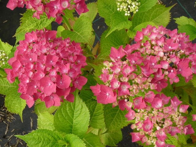 Les Hortensias du Haut Bois Leuchtfeuer hortensia boules rouges