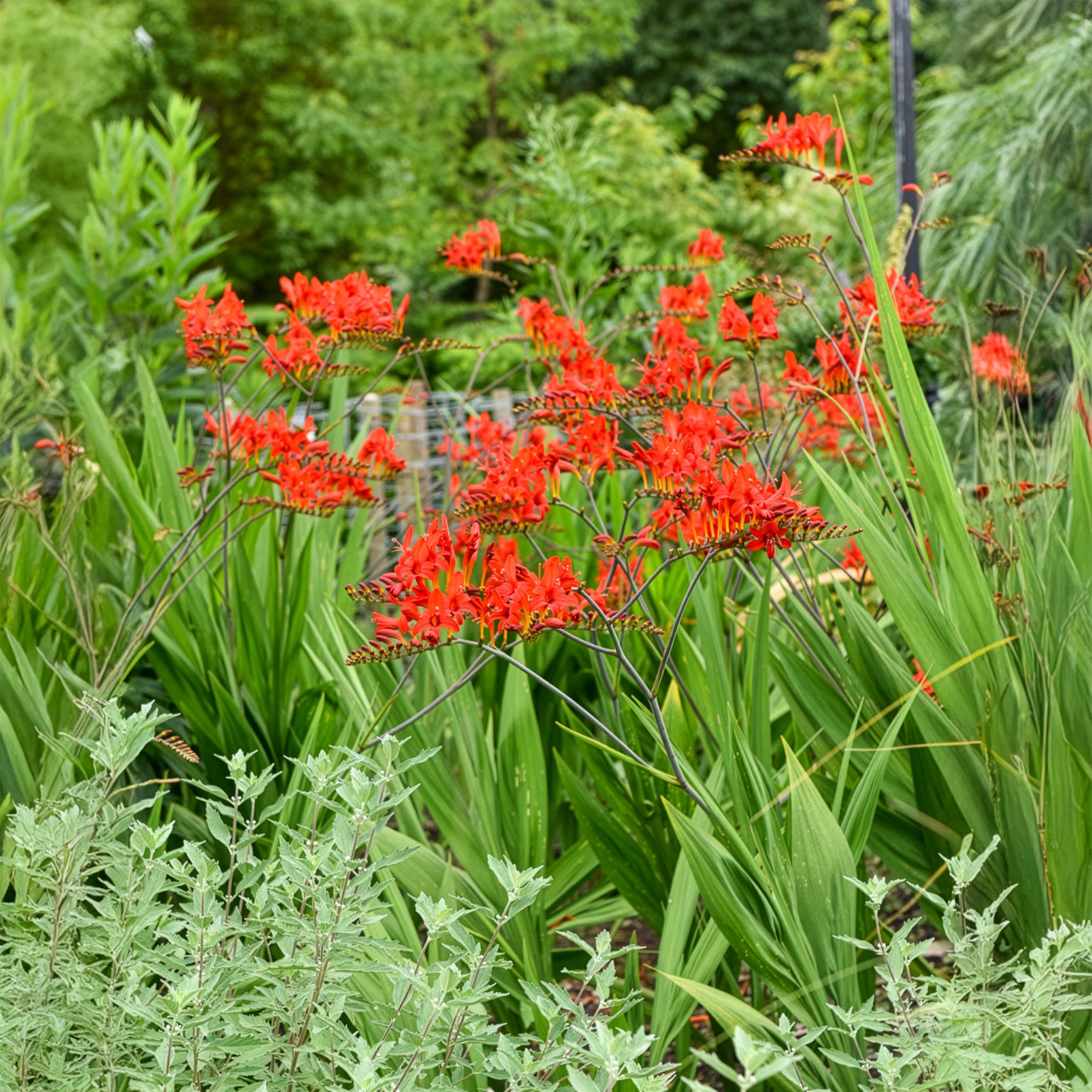 Bakker Bulbes à fleurs 15 Crocosmias rouges bulbe sachet 15 rouge feu
