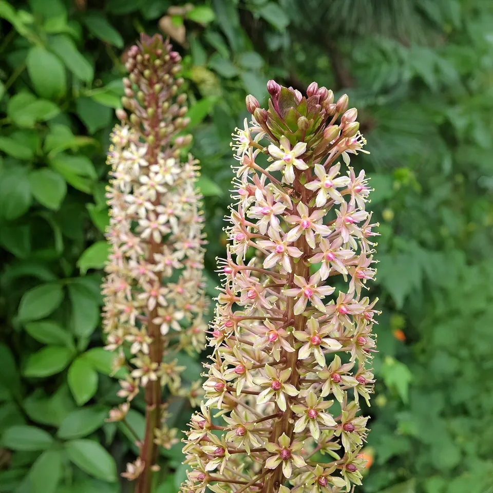 Bakker Eucomis Sparkling Burgundy bulbe 1 feuillage pourpre