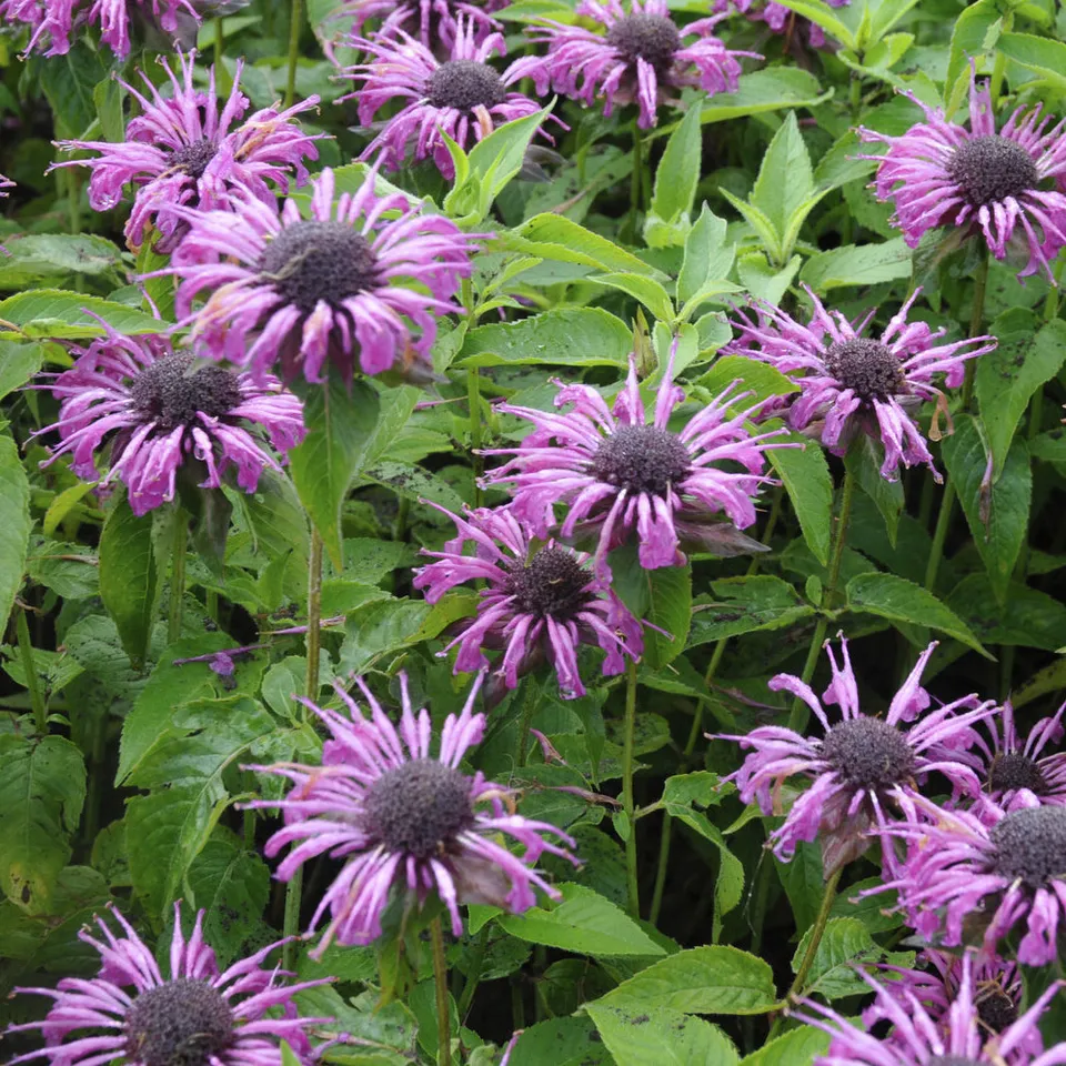 Bakker Monarde Aquarius vivace violette pot Ø9 cm