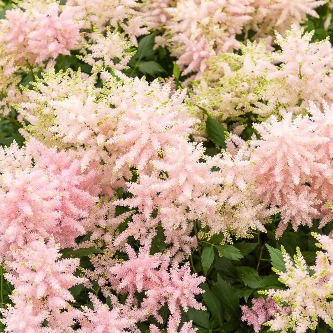 Bakker Astilbe du Japon Europa vivace pot 9cm rose ombre