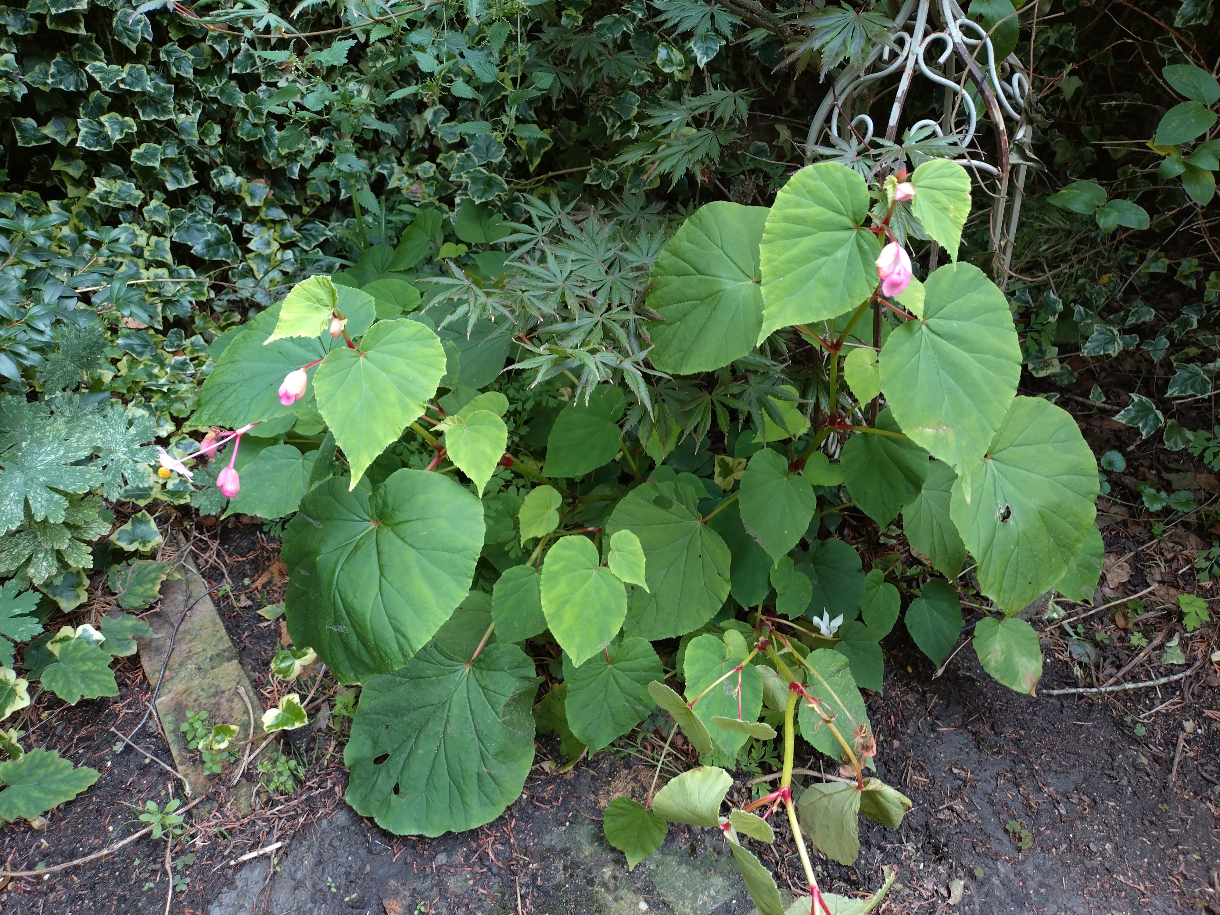 Passion Vivaces Begonia grandis Pink Parasol plante vivace godet rose
