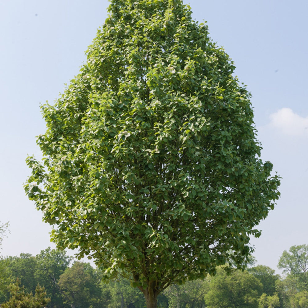 Bakker Aulne Blanc Arbre Pot 2L Hauteur 80-100cm Rustique