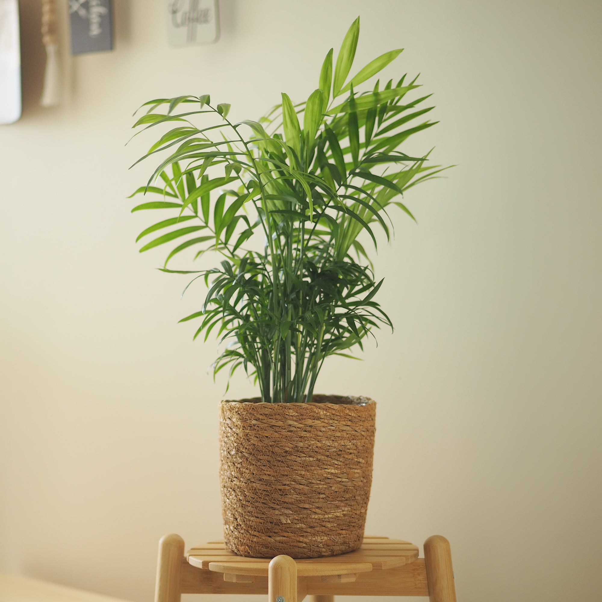 Bakker Chamaedorea palmier des montagnes pot 12cm 30cm ombre