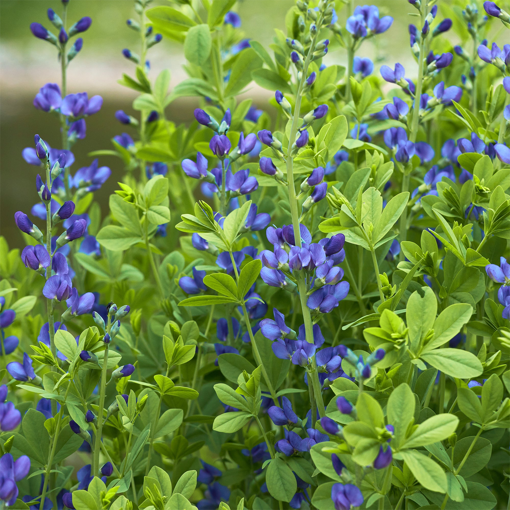 Bakker Podalyre vivace bleue pot Ø 9 cm Baptisia